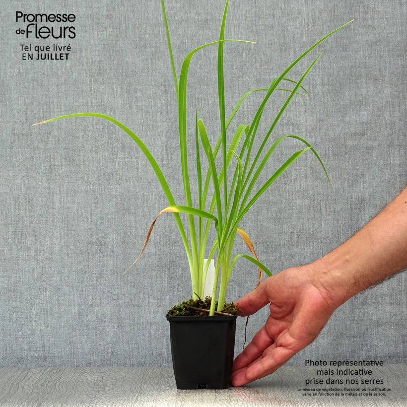 Hemerocallis Double River Wye - Daylily 8/9 cm pot sample as delivered in summer