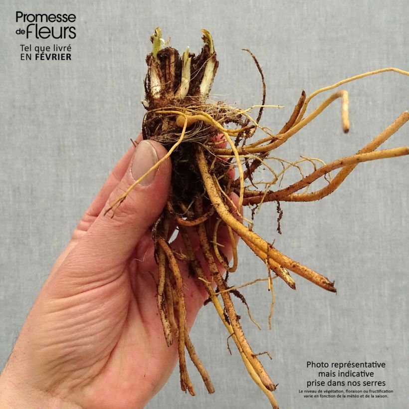 Hemerocallis Everydaylily Bronze - Daylily Bare root sample as delivered in winter
