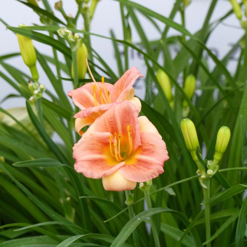 Hemerocallis Everydaylily Cerise - Daylily (Flowering)