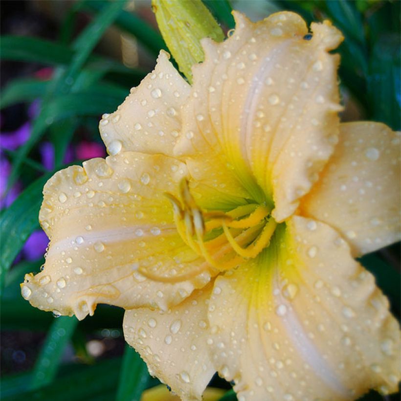 Hemerocallis Femme Osage - Daylily (Flowering)