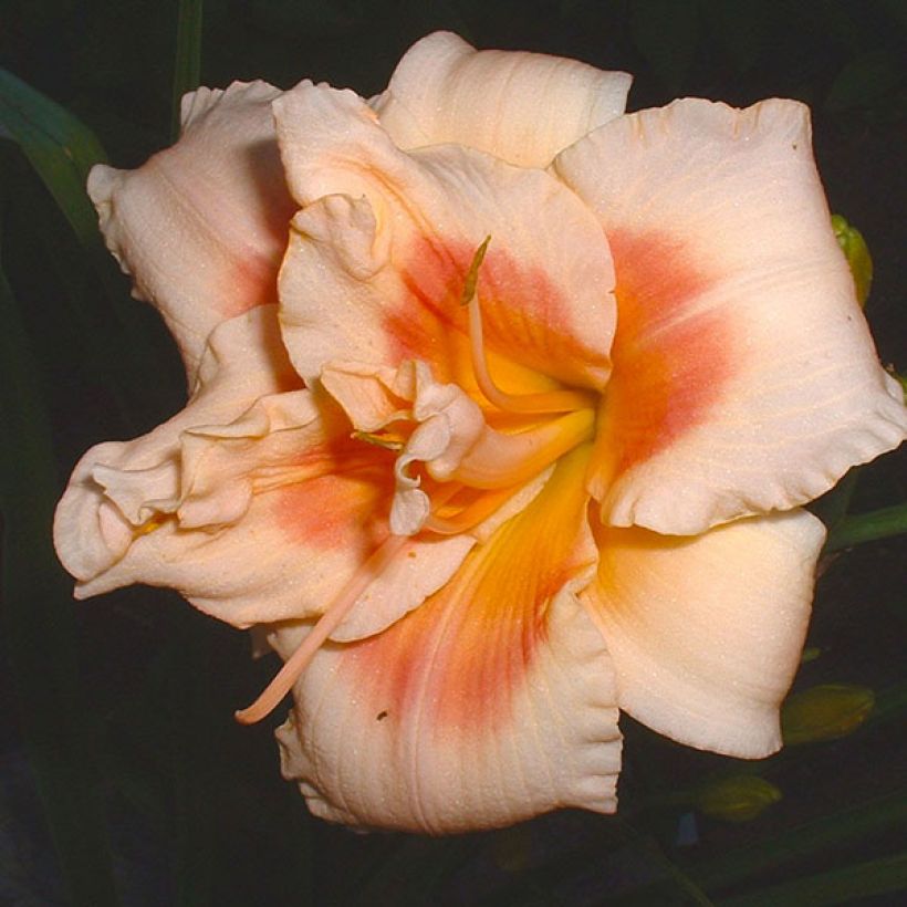 Hemerocallis 'Forty Second Street' - Daylily (Flowering)