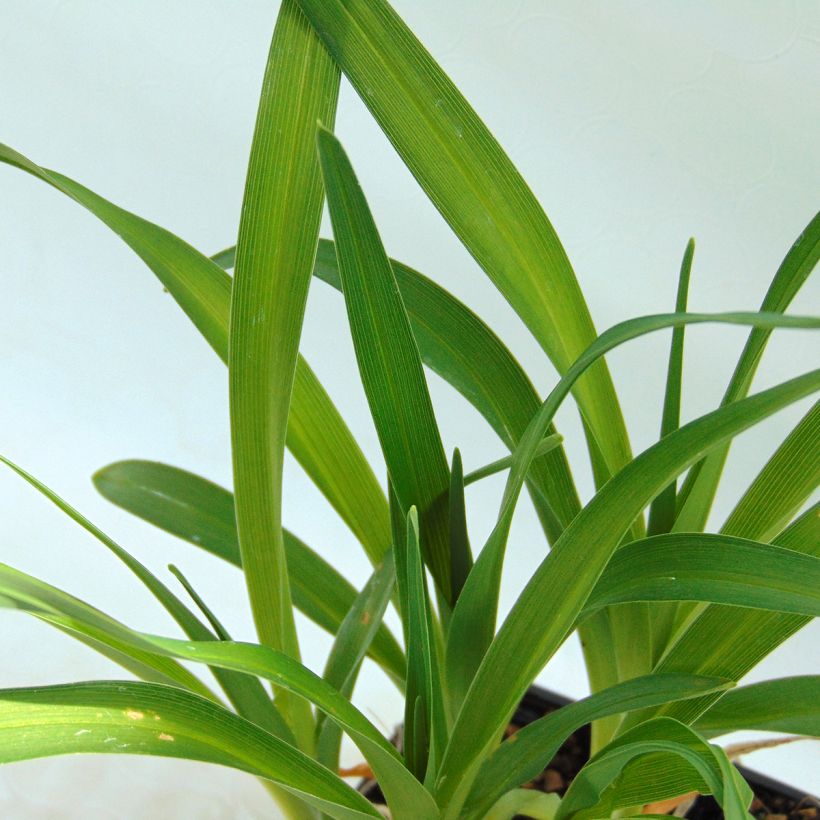 Hemerocallis George Cunningham - Daylily (Foliage)