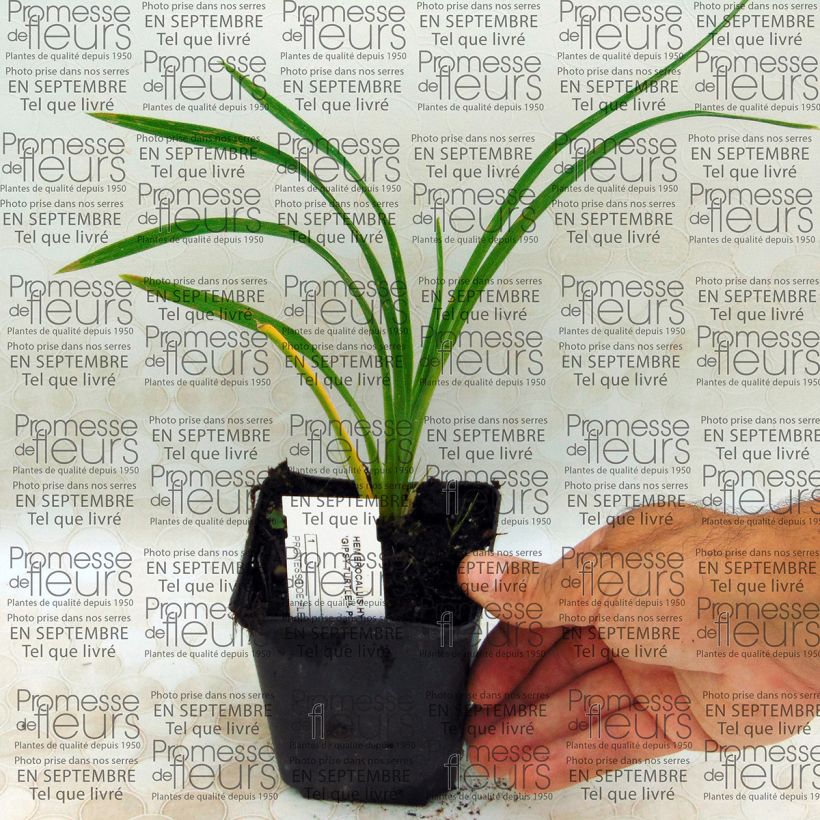 Example of Hemerocallis Gipsy Turtle - Daylily 8/9 cm pot specimen as delivered