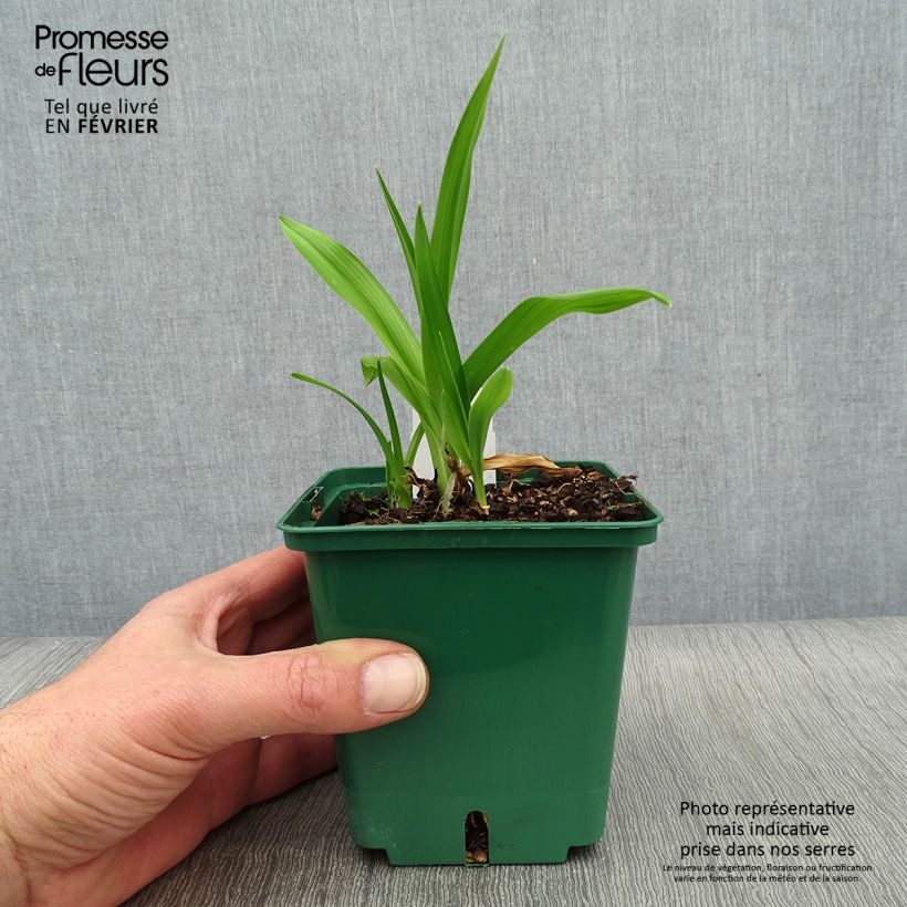 Hemerocallis Indian Giver - Daylily 1L/1.5L pot sample as delivered in winter