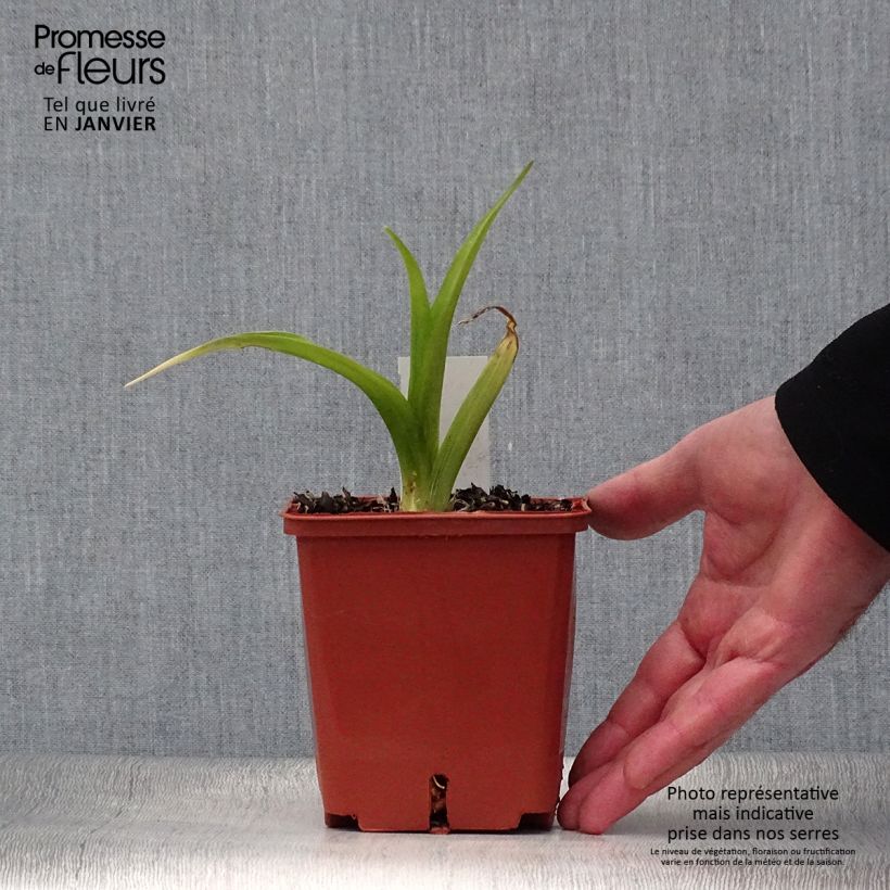 Hemerocallis Indy Reflections - Daylily 1L/1.5L pot sample as delivered in winter