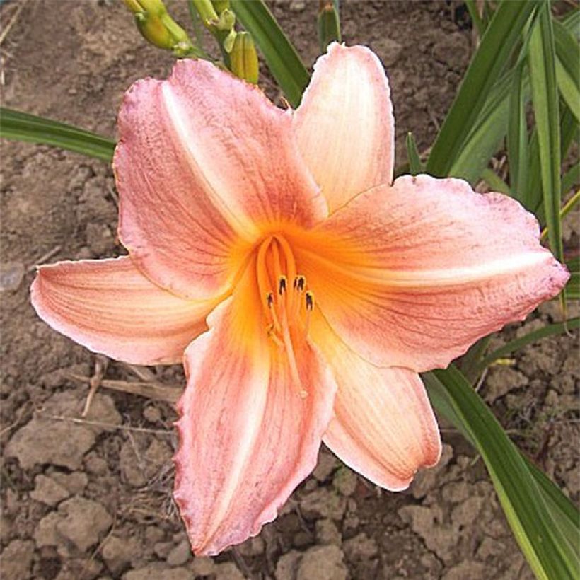 Hemerocallis Insenescence - Daylily (Flowering)