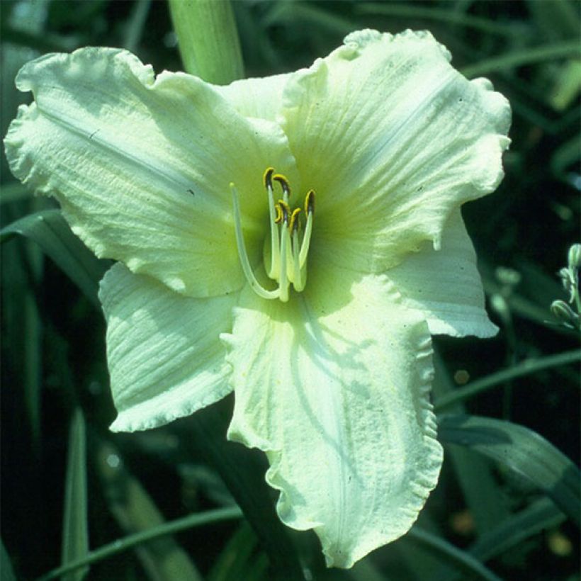 Hemerocallis Iron Gate Glacier - Daylily (Flowering)