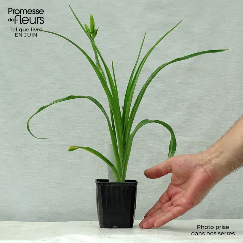 Hemerocallis Iron Gate Glacier - Daylily 8/9 cm pot sample as delivered in summer