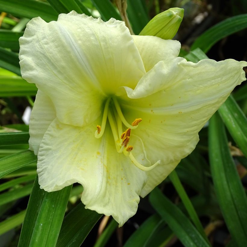 Hemerocallis Joan Senior - Daylily (Flowering)