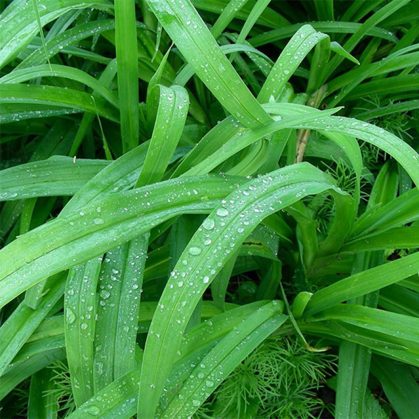 Hemerocallis Little Business - Daylily (Foliage)