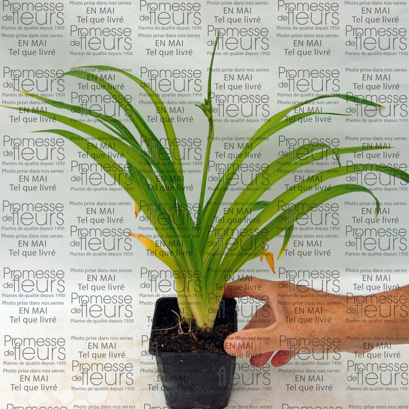 Example of Hemerocallis Little Business - Daylily 8/9 cm pot specimen as delivered