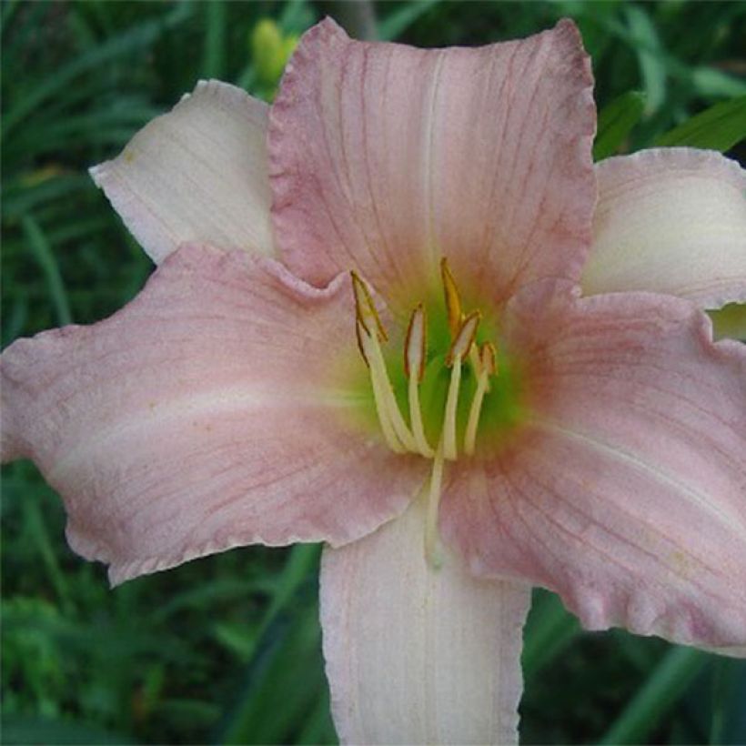 Hemerocallis Luxury Lace - Daylily (Flowering)