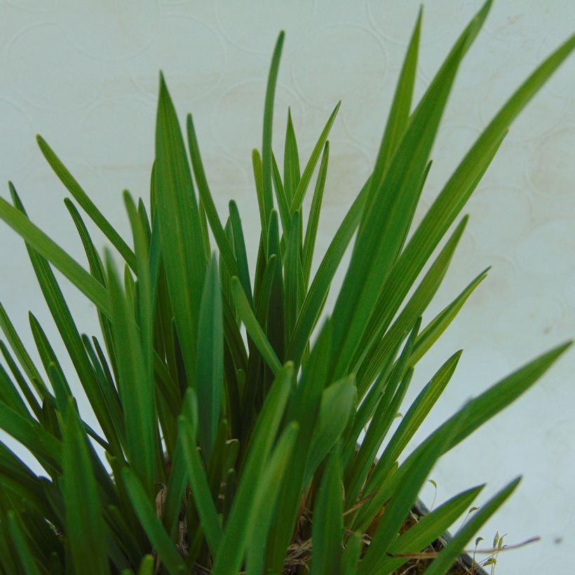 Hemerocallis Mini stella - Daylily (Foliage)