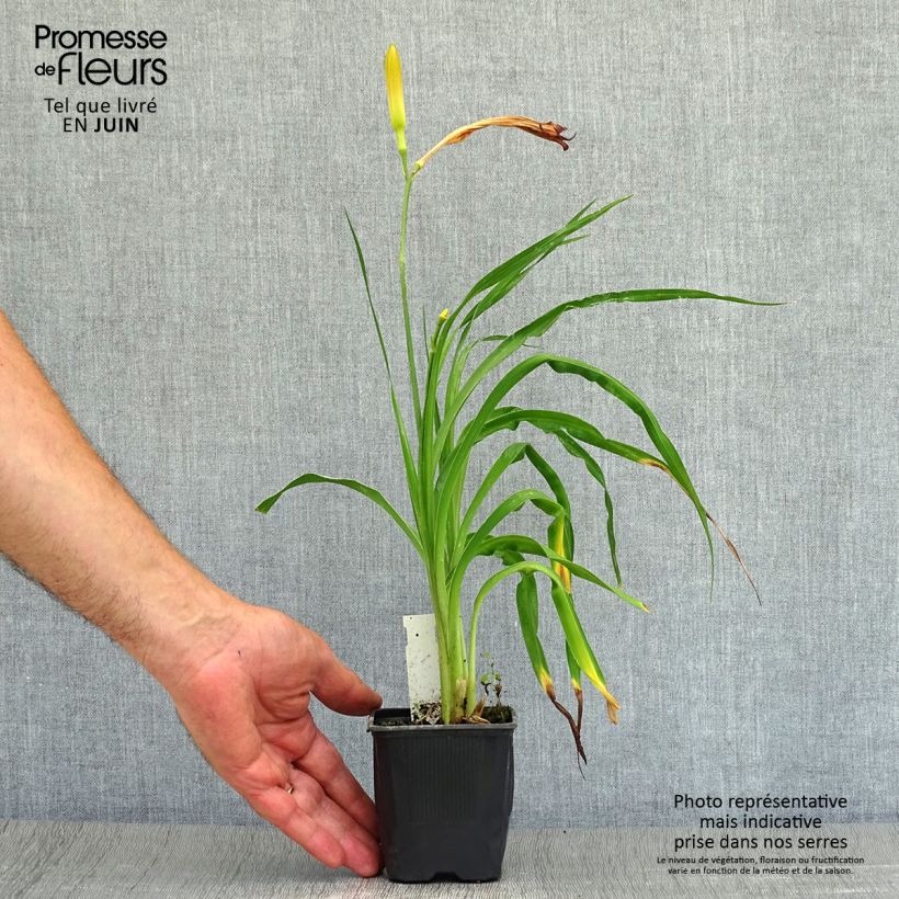 Hemerocallis Neyron Rose - Daylily 8/9 cm pot sample as delivered in summer