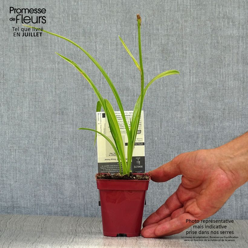 Hemerocallis Orange Prelude - Daylily 8/9 cm pot sample as delivered in summer