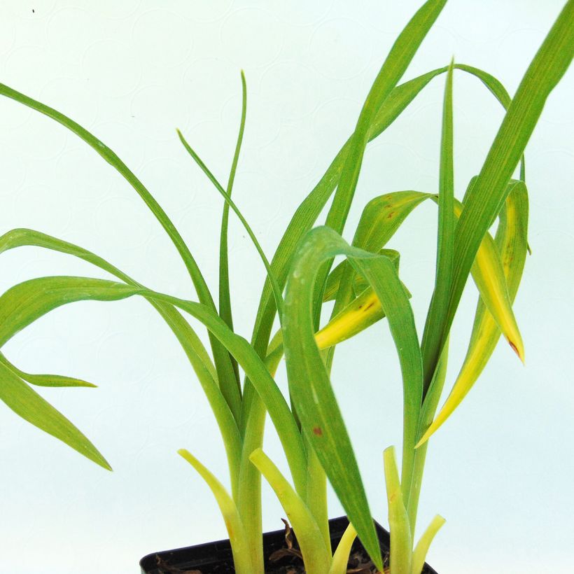 Hemerocallis Pandoras Box - Daylily (Foliage)