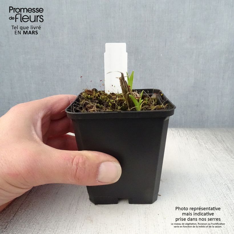 Hemerocallis Pandoras Box - Daylily sample as delivered in spring