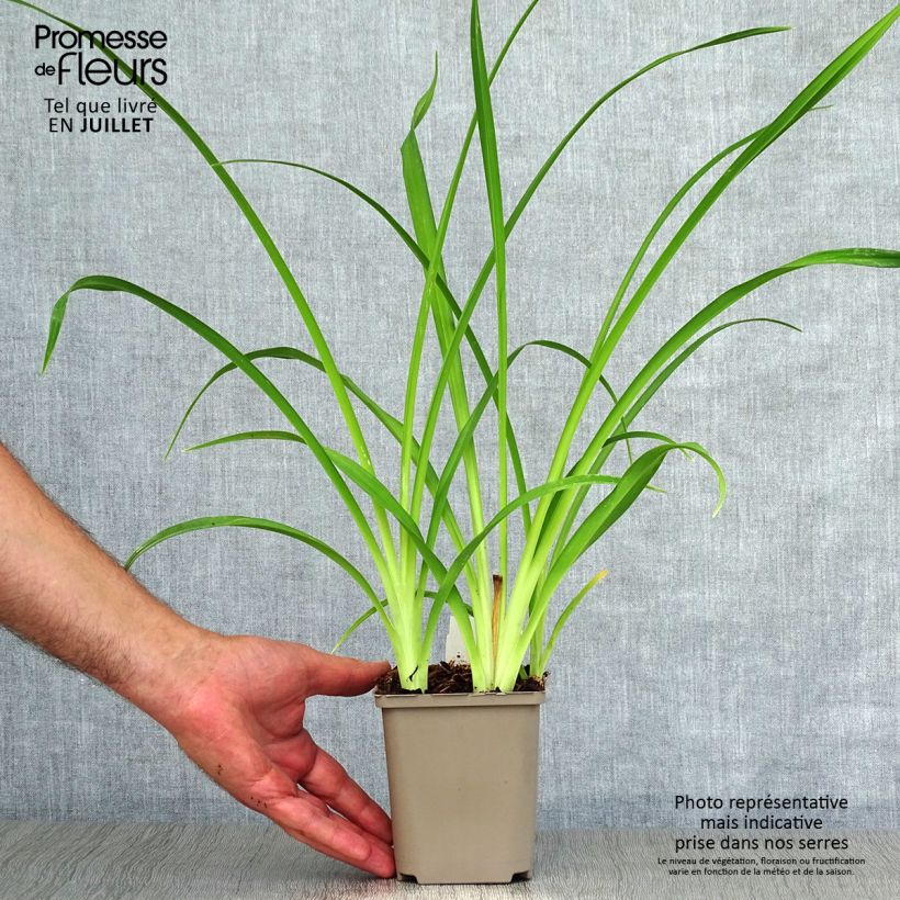 Hemerocallis Pardon Me - Daylily 8/9 cm pot sample as delivered in summer