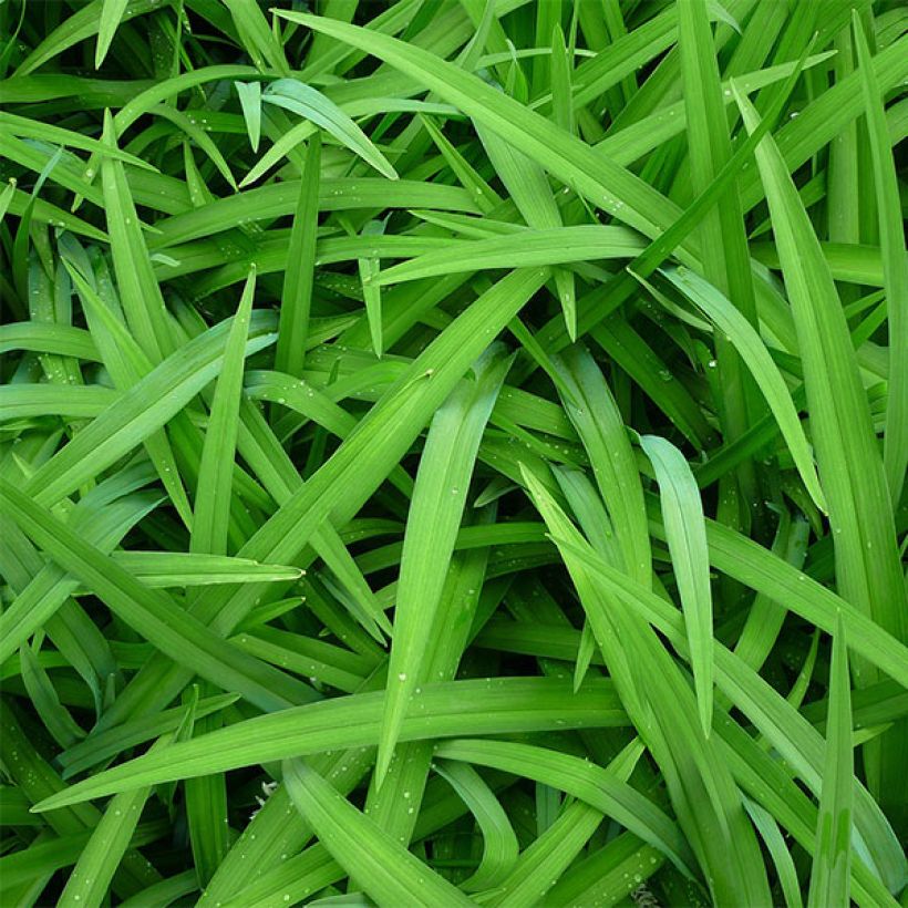 Hemerocallis Pink Super Spider - Daylily (Foliage)