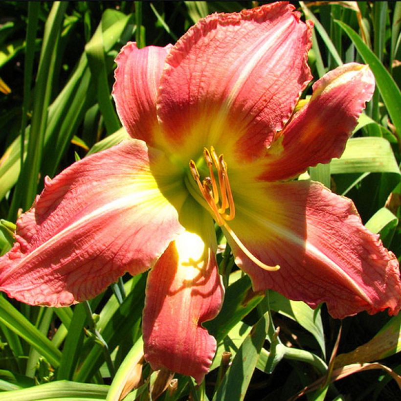 Hemerocallis Pink Super Spider - Daylily (Flowering)