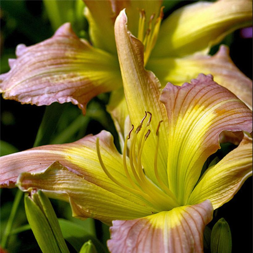 Hemerocallis Prague Spring - Daylily (Flowering)