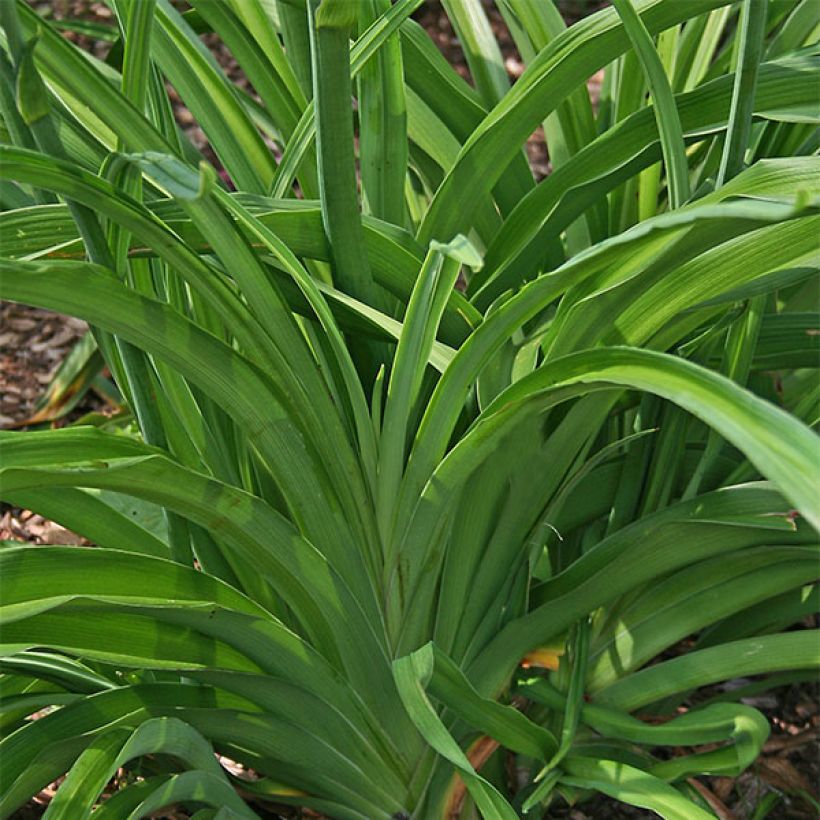 Hemerocallis Red Rum - Daylily (Foliage)