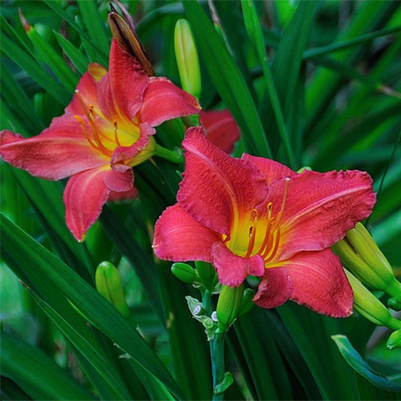 Hemerocallis Red Rum - Daylily (Flowering)