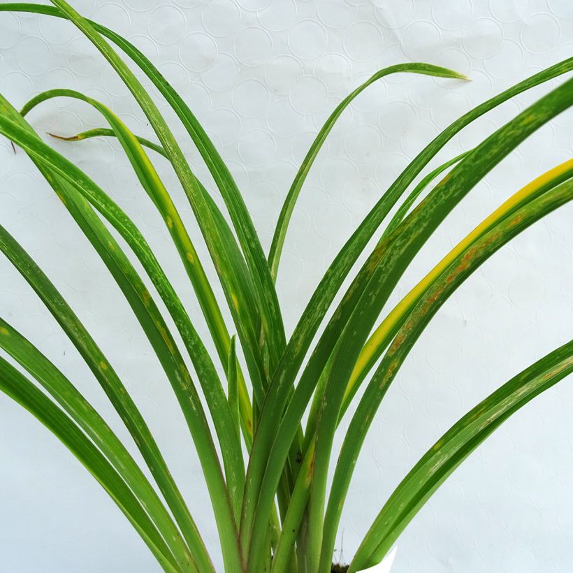 Hemerocallis Sabine Baur - Daylily (Foliage)