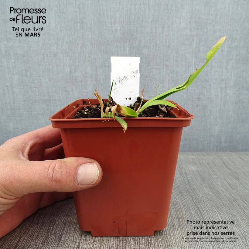 Hemerocallis Sabine Baur - Daylily 1L/1.5L pot sample as delivered in winter