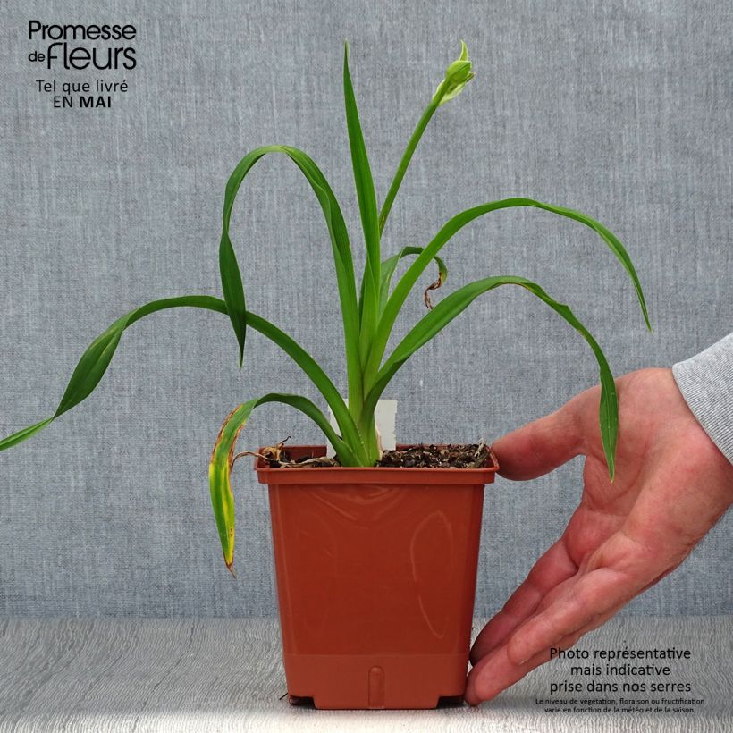 Hemerocallis Sabine Baur - Daylily 1L/1.5L pot sample as delivered in spring