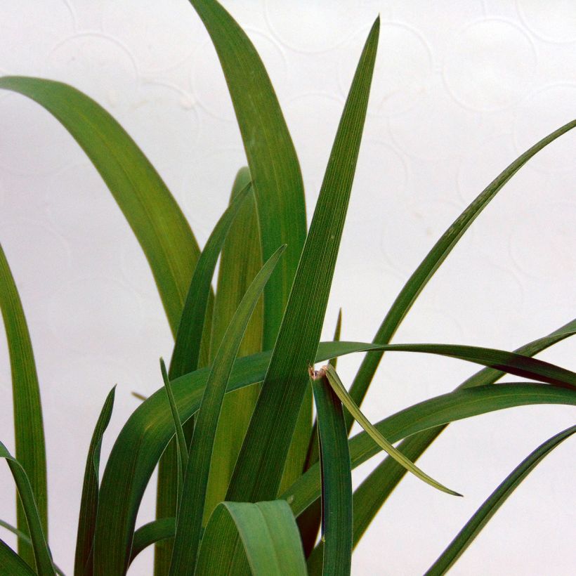 Hemerocallis Sammy Russel - Daylily (Foliage)