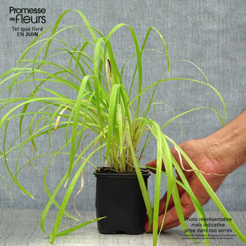 Hemerocallis Sammy Russel - Daylily 8/9 cm pot sample as delivered in summer