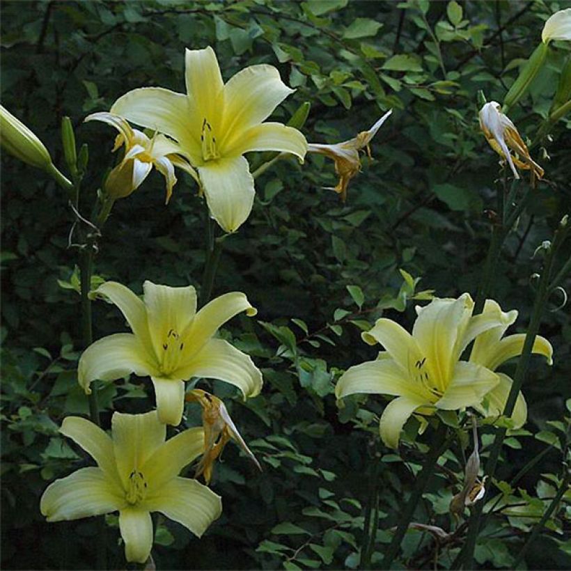 Hemerocallis Shooting Star - Daylily (Flowering)