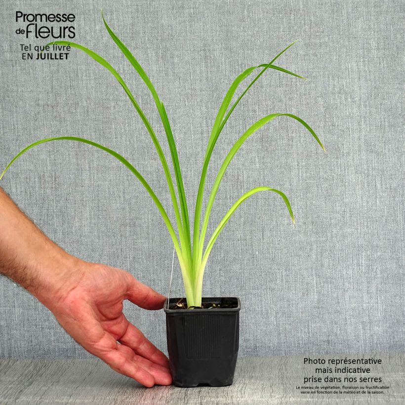 Hemerocallis Shooting Star - Daylily 8/9 cm pot sample as delivered in summer