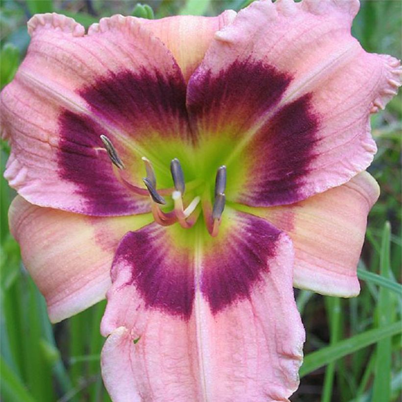 Hemerocallis Siloam Bo Peep - Daylily (Flowering)