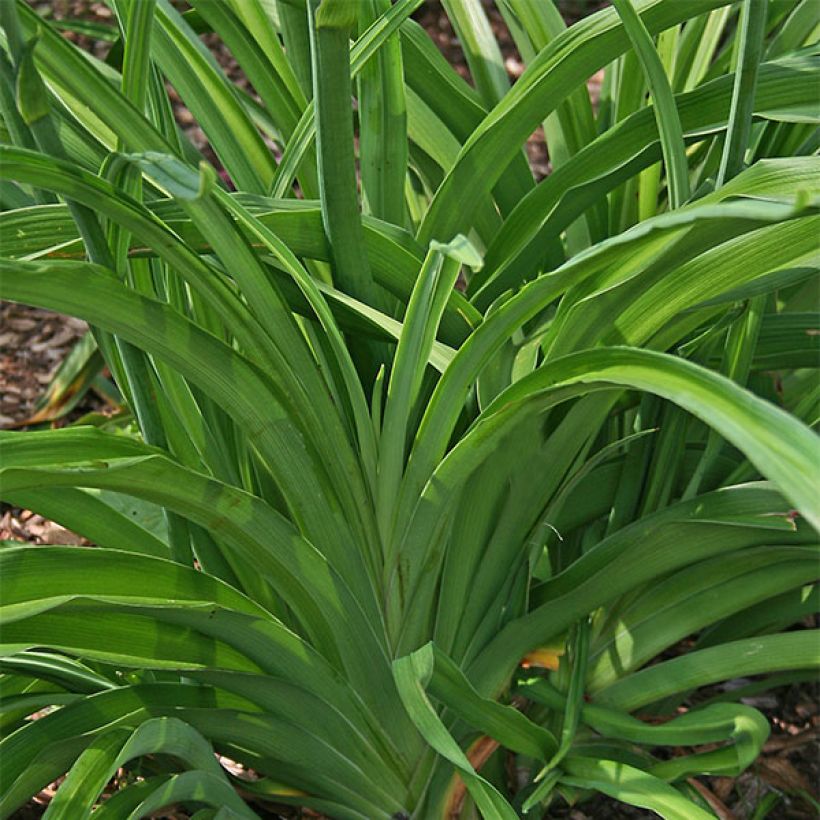 Hemerocallis Siloam Jim Cooper - Daylily (Foliage)