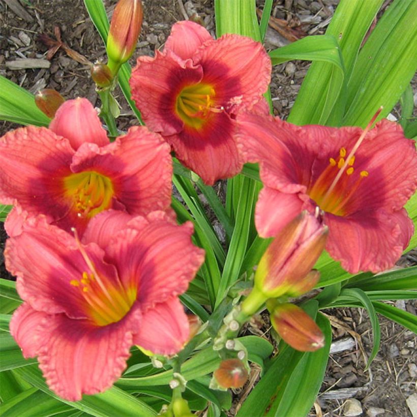 Hemerocallis Siloam Jim Cooper - Daylily (Flowering)