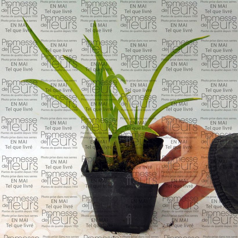 Example of Hemerocallis Siloam Ribbon Candy - Daylily 8/9 cm pot specimen as delivered