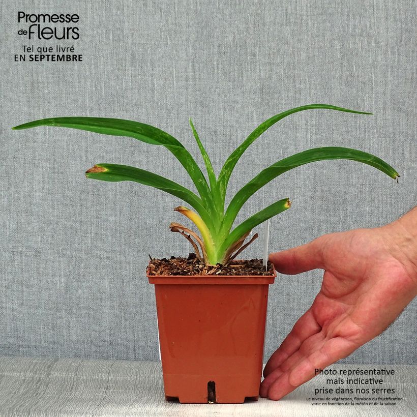 Hemerocallis Siloam Virginia Henson - Daylily 1L/1.5L pot sample as delivered in summer