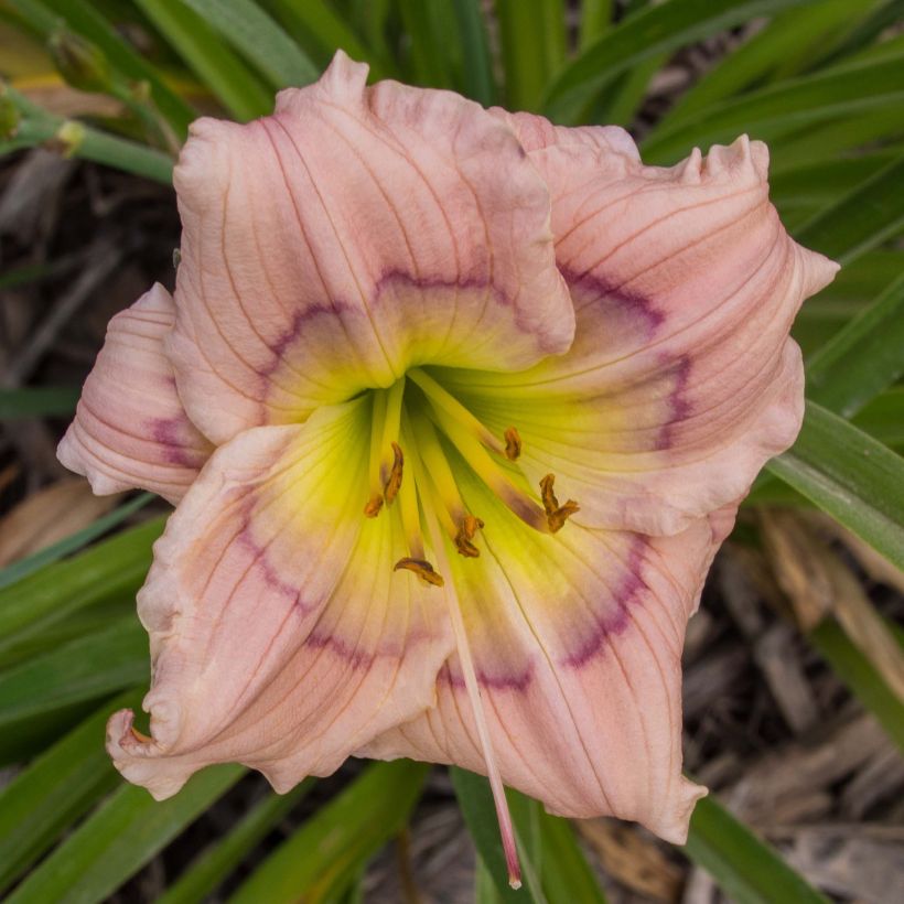 Hemerocallis Siloam David Kirchhoff - Daylily (Flowering)