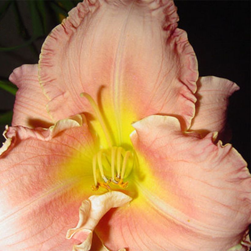 Hemerocallis Someone Special - Daylily (Flowering)