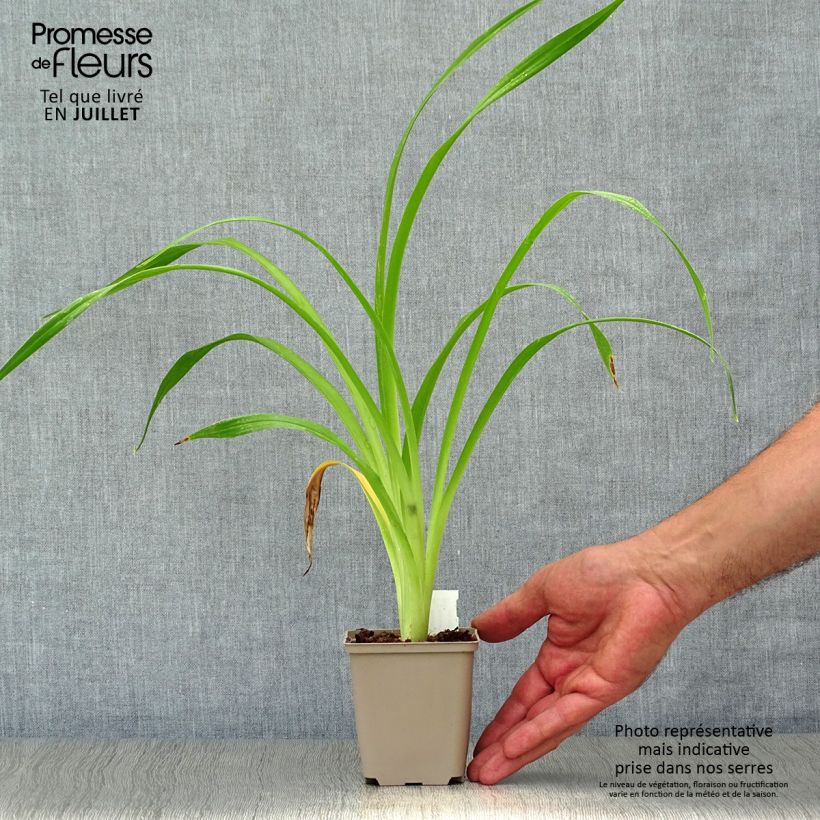 Hemerocallis South Seas - Daylily 8/9 cm pot sample as delivered in summer