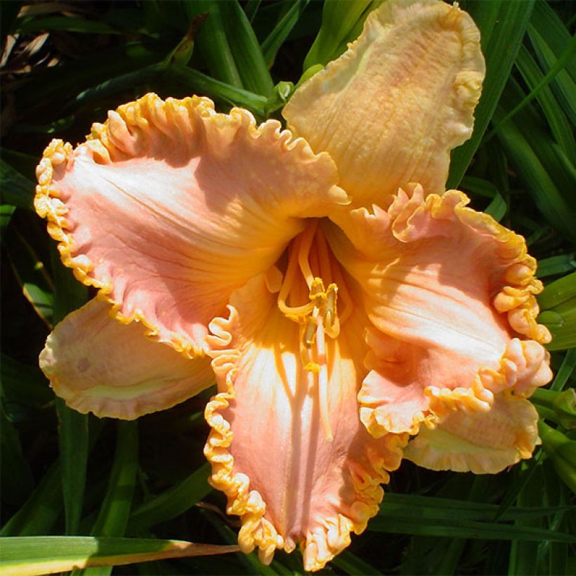 Hemerocallis Spacecoast Starburst - Daylily (Flowering)