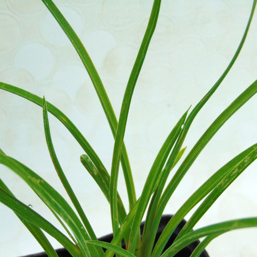 Hemerocallis Stella de Oro - Daylily (Foliage)