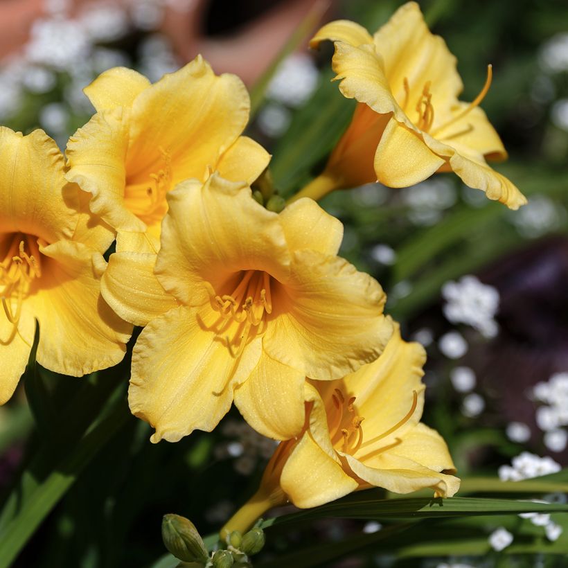 Hemerocallis Stella de Oro - Daylily (Flowering)