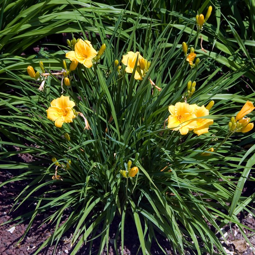 Hemerocallis Stella de Oro - Daylily (Plant habit)