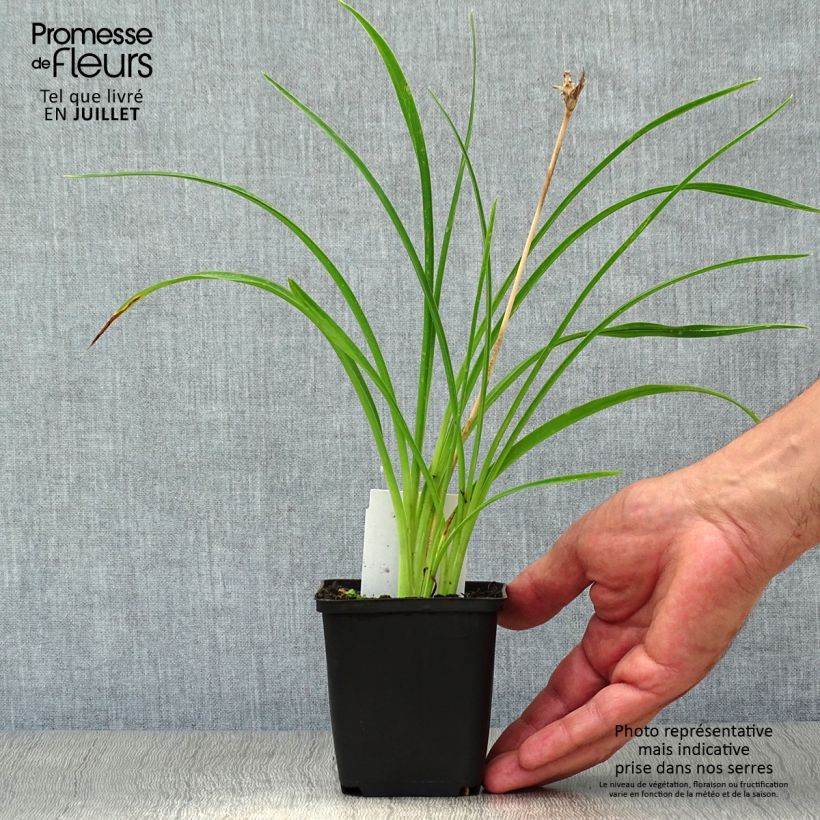 Hemerocallis Stella de Oro - Daylily 8/9 cm pot sample as delivered in summer