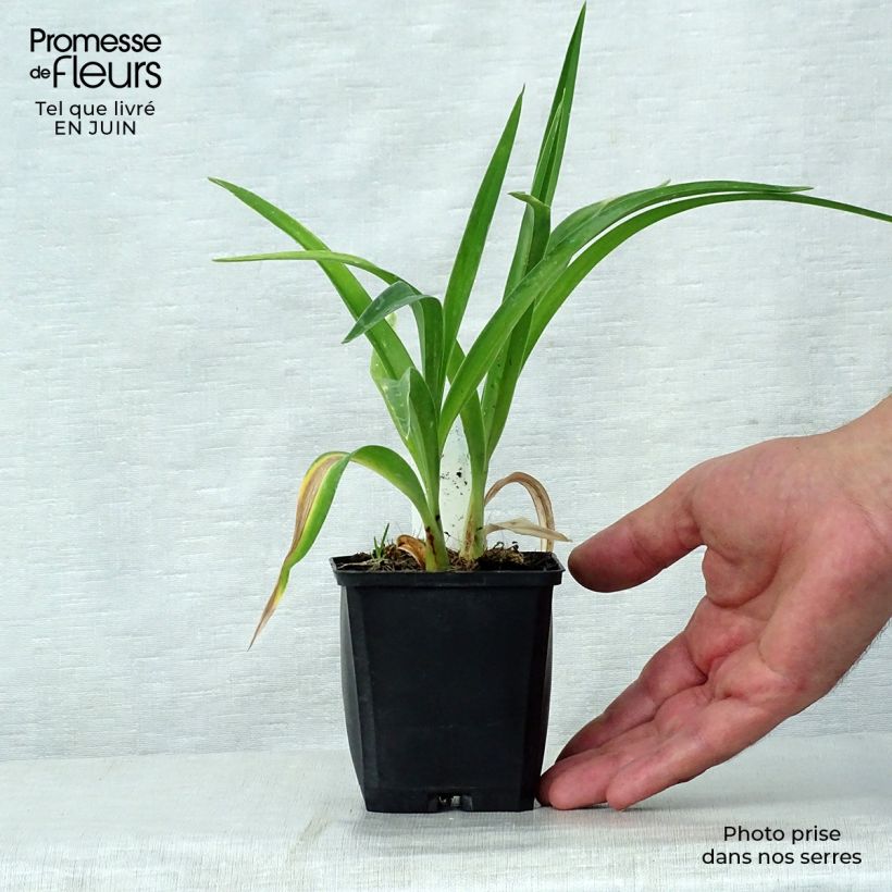 Hemerocallis Strawberry Candy - Daylily 8/9 cm pot sample as delivered in summer