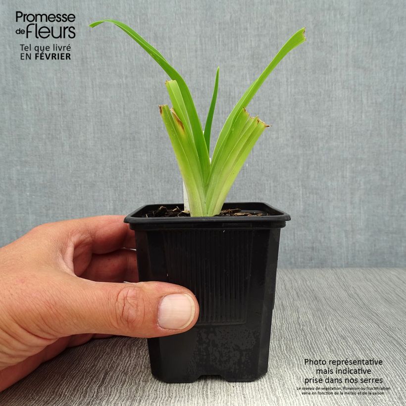 Hemerocallis Strawberry Fields Forever - Daylily 8/9 cm pot sample as delivered in autumn