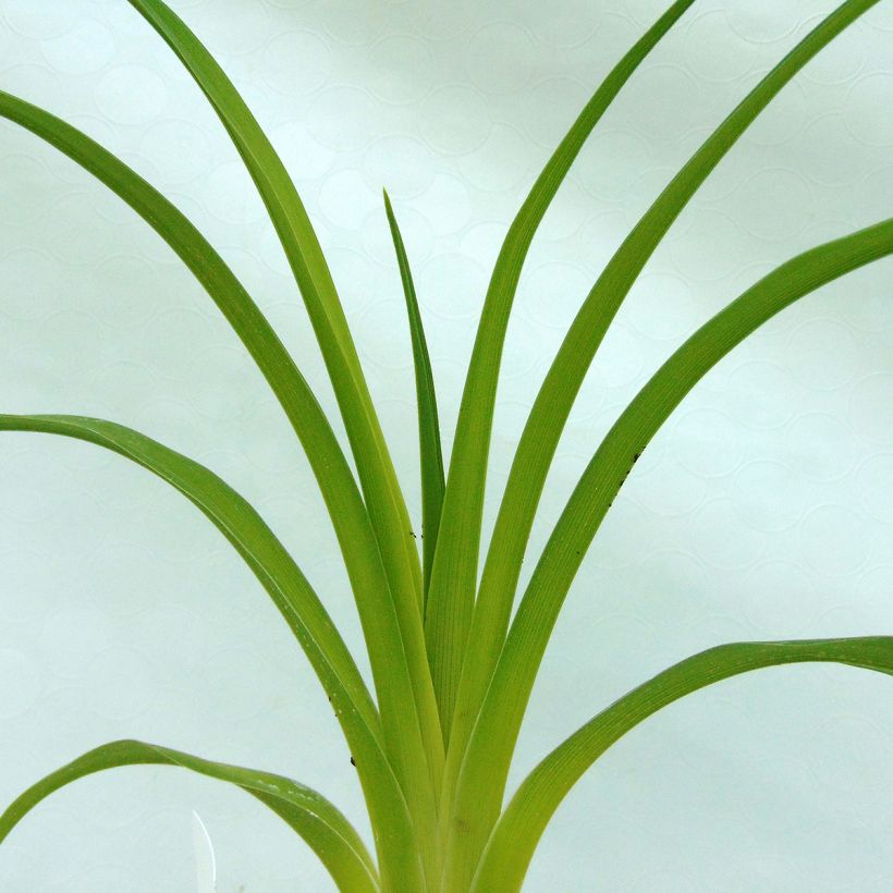 Hemerocallis Strutters Ball - Daylily (Foliage)